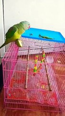 Most beautiful Talking Parrot