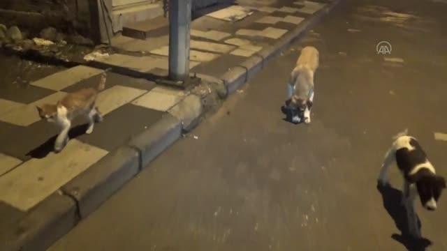 Kedi ve köpeklerin dostluğu görenlerin dikkatini çekiyor