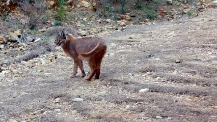 Orman yangınları karakulakların yaşam alanlarını daralttı