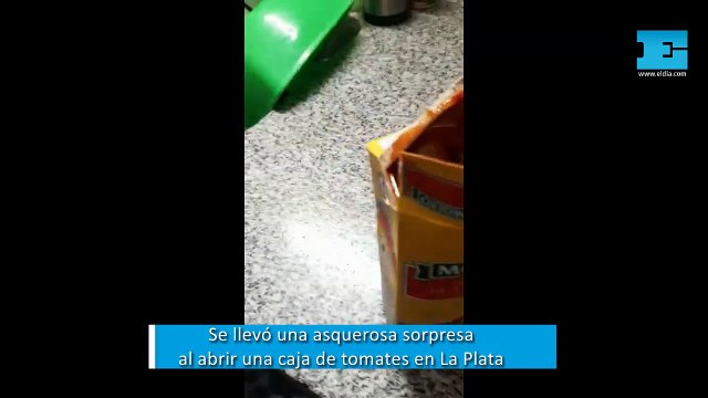 VIDEO. Se llevó una asquerosa sorpresa al abrir una caja de tomates en La Plata