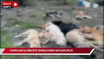 Dilovası'nda vahşet! Yavruları ile birlikte katlettiler