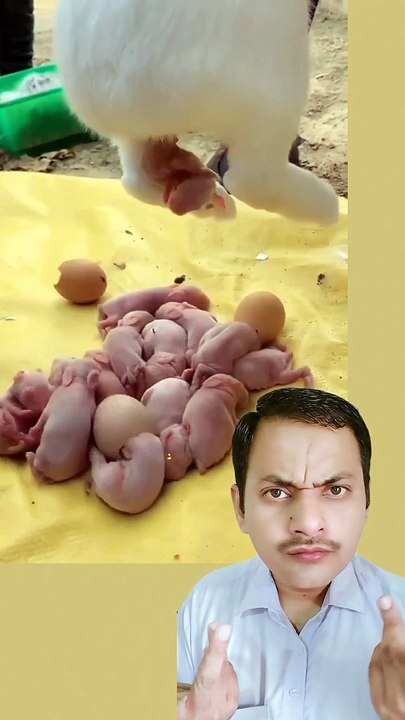 What is this ?