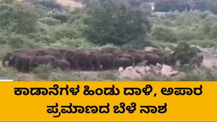 ಚಾಮರಾಜನಗರ:ಕಾಡಾನೆ ದಾಳಿಗೆ ಅಪಾರ ಪ್ರಮಾಣದ ಬೆಳೆ ನಾಶ..!