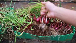 An easy way to grow red onion at home