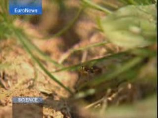 Abeilles en danger/ http://www.blip.tv/file/347281/