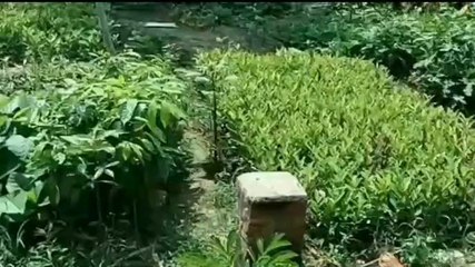 बक्सर: हर गांव में छाएगी हरियाली, जीविका दीदी ने की तैयारी