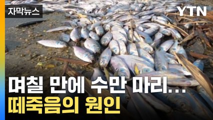 [자막뉴스] 이틀만에 무려... 고성 송지호 전어 떼죽음의 원인 / YTN