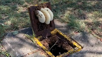 Hive of bees take over Australian fire hydrant