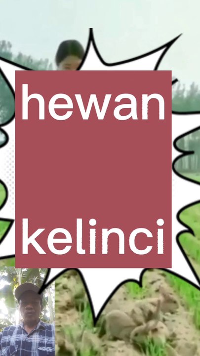 Kelinci