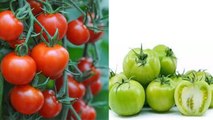 लाल या हरे टमाटर सेहत के लिए कौन सा टमाटर ज्यादा फायदेमंद है | टमाटर के फायदे | Boldsky *Health