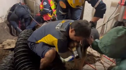 Dog rescued from septic tank by firefighters in California