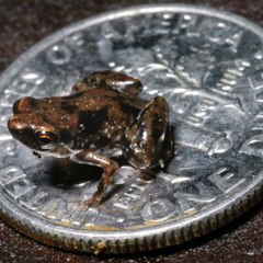 Quels sont les animaux les plus petits du monde ? carré (2)