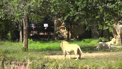 World Cup 2022: 'Psychic' lion predicts England v France result