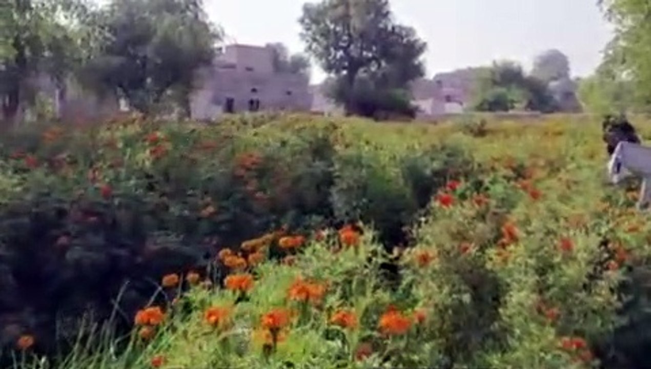 शहर के नजदीक ही फूलों की खुशबू से महक रही हैं ब...