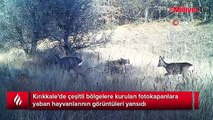 Kırıkkale'de yaban hayatı fotokapanla görüntülendi