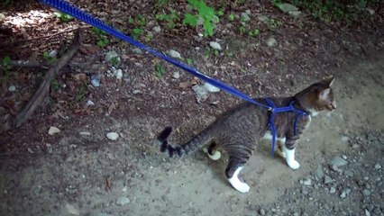 Brave Little Cat Goes on a Mountain Trip