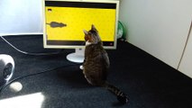 Funny Playing Cat Looks for Mice Behind the Screen