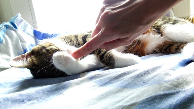 Little Rudolph Yawns