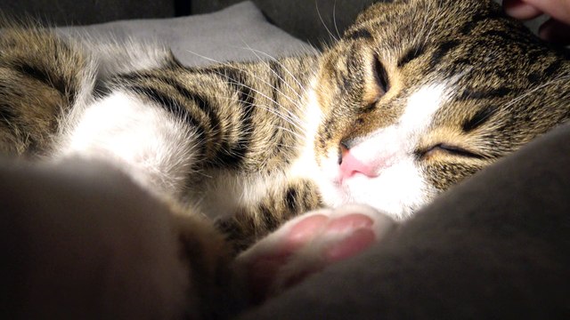 Purring Cat Covers His Nose with His Paws