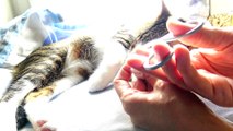 Purring Cat Gets His Claws Cut