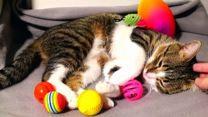 Sweet Cat Stretches His Paws