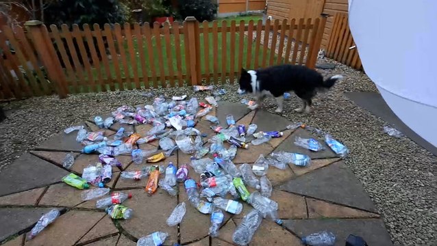 Recycling border collie helps clear up rubbish during walks