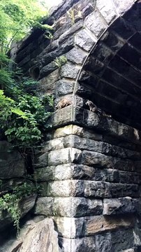 Central Park Raccoons Carefully Climb Wall