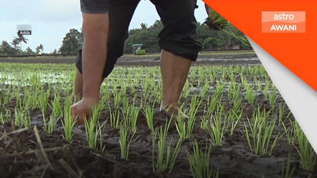 Tanaman Padi | Kerajaan digesa tambah subsidi atau naikkan harga padi