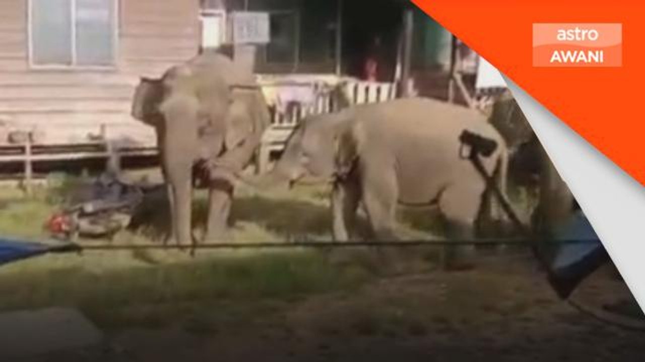 Gajah Liar | 30 ekor gajah masuk ke perkampunga...