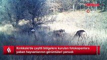 Kırıkkale'de yaban hayatı fotokapanla görüntülendi