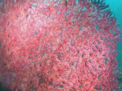 bida nok koh phi phi