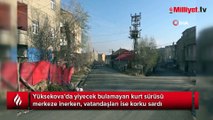 Yüksekova'da şehre inen kurt sürüsü kamerada