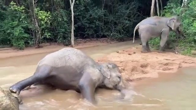 Young Elephants Playing In The Water Together With Friends Look Like A Lot Of Fun!!