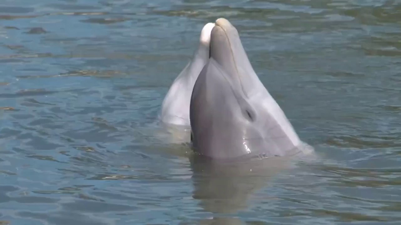HOW  BEAUTIFUL  DANCE  OF DOLPHINS  WHICH  YOU  WOULD  NEVER HAVE SEEN.        पानी में सर्वश्रेष्ठ मानव मित्र डॉल्फ़िन