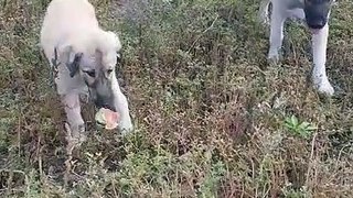 The puppy wants something that its friend has in it's mouth