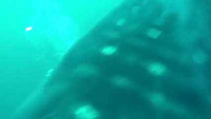 Rescate en Ceuta de un tiburón ballena