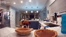 Boxer Dog Taste Tests Pumpkin Pie