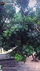 Tio de Diego Costa fala sobre negociação malsucedida com Corinthians