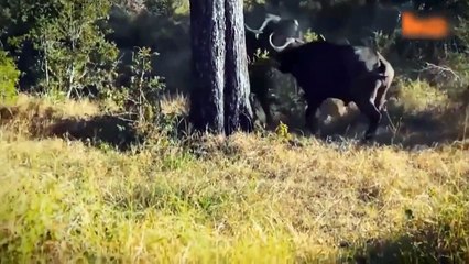 The herd of crazy buffaloes jumps straight at the lion and knocks it up to save baby   Lion vs Rhino