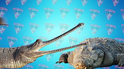 This Is What Biggest Reptile In The World Can Do