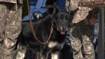 탈영견에서 모범견으로...'실종 중학생 발견' 달관이 전역 / YTN