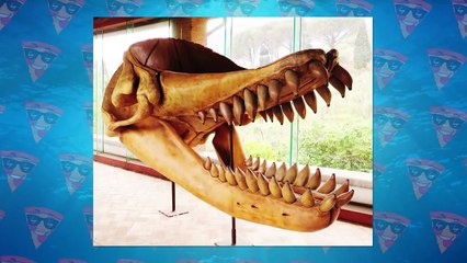 This Is What The Most Dangerous Whale In The World Can Do