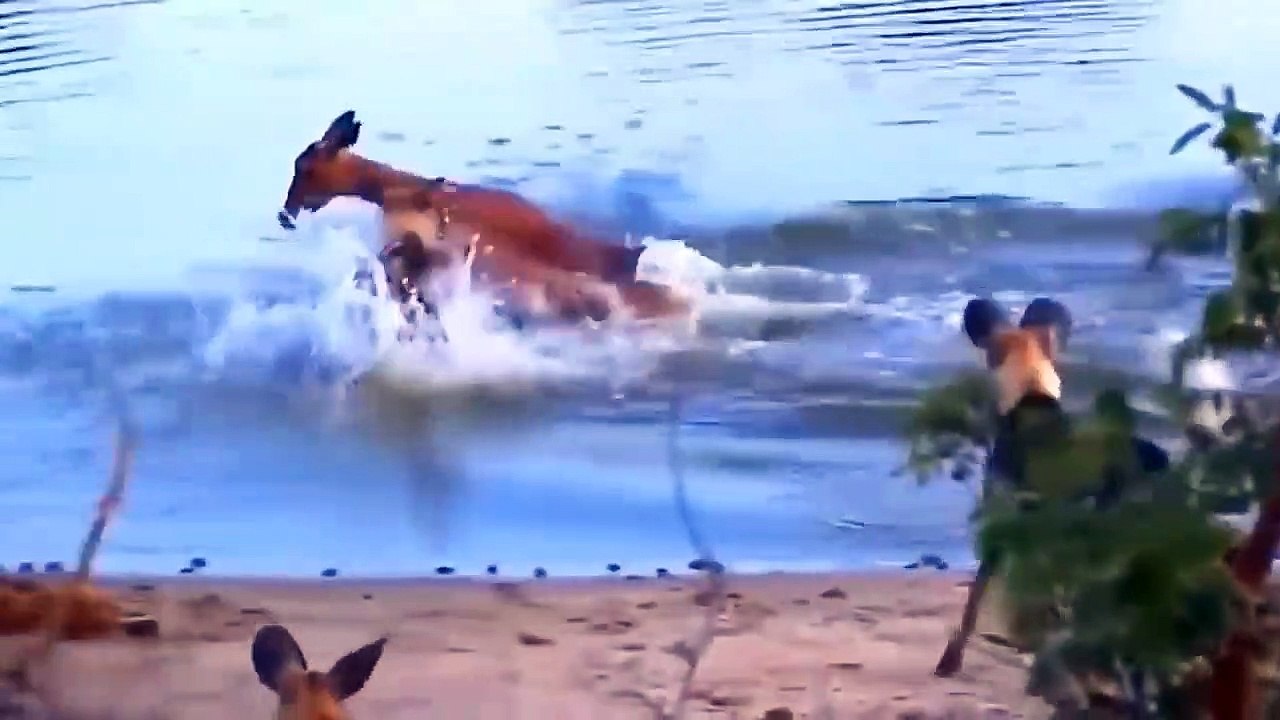 Top 10 wild dogs hunting scenes, King lion also become their victims.