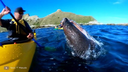 Unbelievable Animal Encounters Caught On Camera