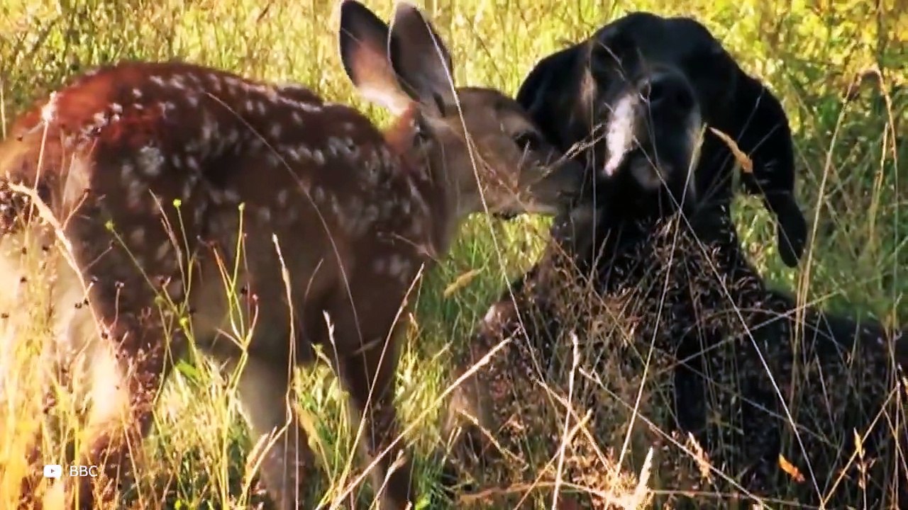 Unbelievable Animals That Saved and Protected Other Animals