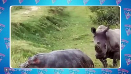 Unbelievable Rhino Attacks And Interactions Caught On Camera