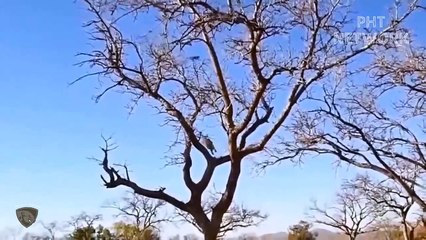 Unbelievable! Terrible Power Of The Gorilla Defeat The Leopard Family   Wild Animal Attack