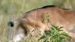 Unbelievable...Wildebeest Fight Back Predators To Survive - Wildebeest vs Lion, Crocodile, Leopard