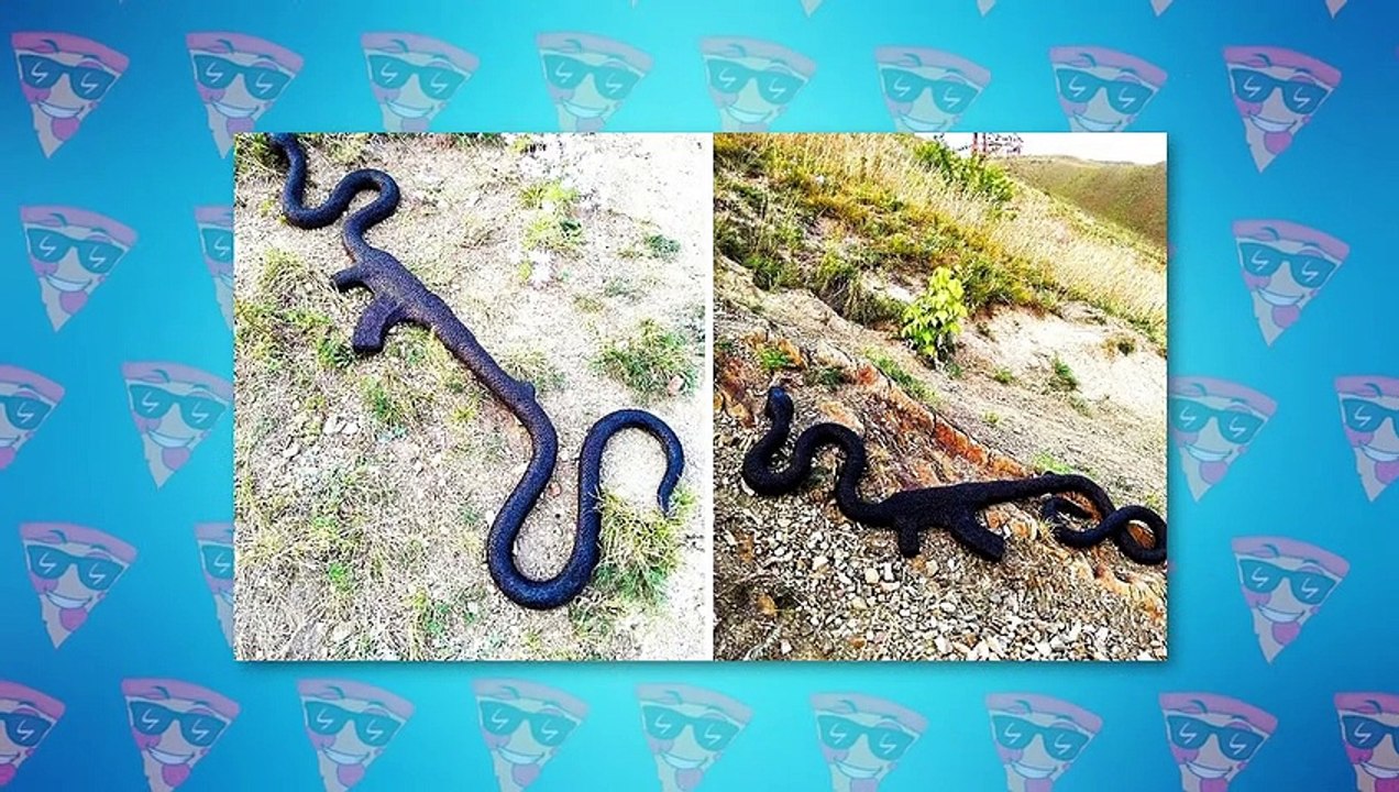 Weirdest Objects Swallowed By Animals