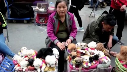 This is How They Sell Puppies in China!  (THIS VIDEO WILL MAKE YOU SAD)